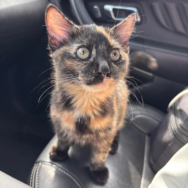 A baby small-sized female Tortoiseshell Domestic Medium Hair cat named FOUND th St SW for adoption in Rochester, MN