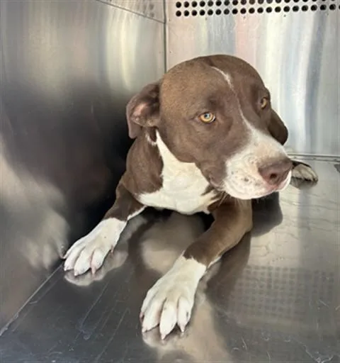 A young large-sized female Pit Bull Terrier dog named Sunflower for adoption in Phoenix, AZ