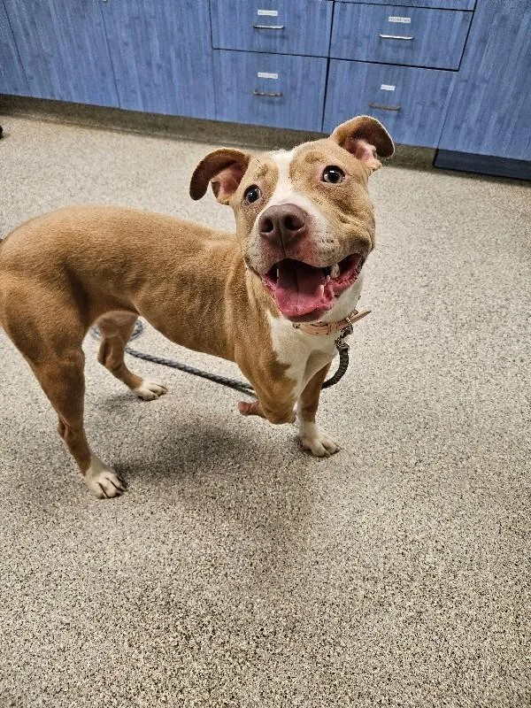 A young medium-sized female Yellow / Tan / Blond / Fawn American Staffordshire Terrier dog named Harley for adoption in Disputanta, VA