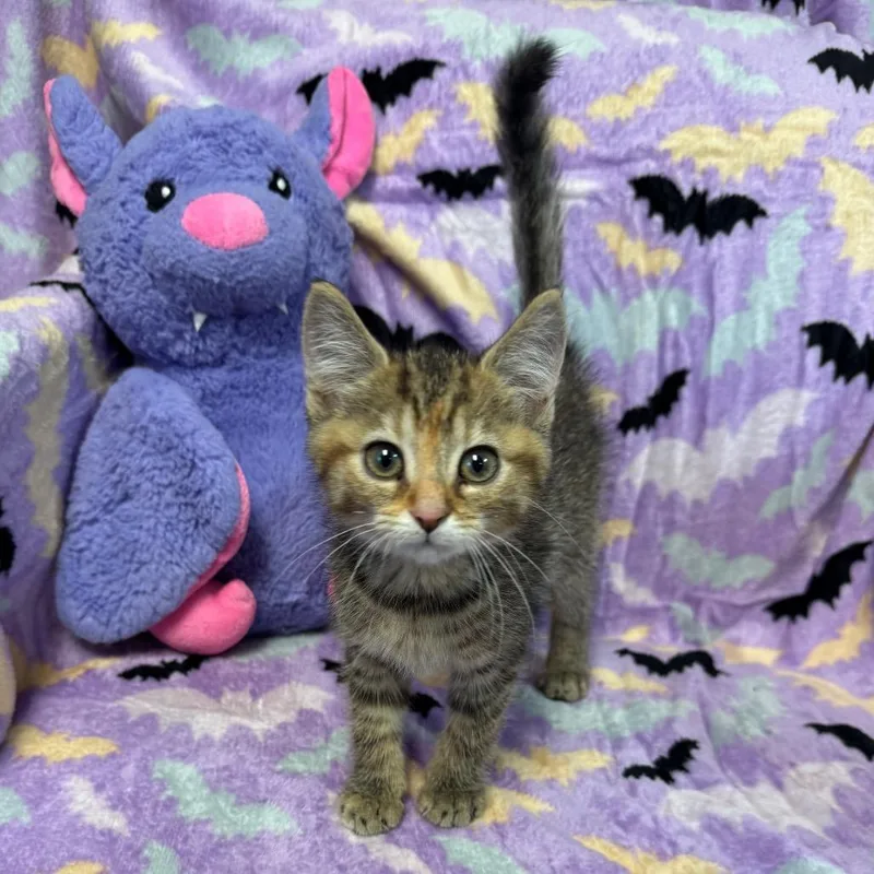 A baby small-sized female Brown / Chocolate Domestic Short Hair cat named Olive for adoption in Kittanning, PA