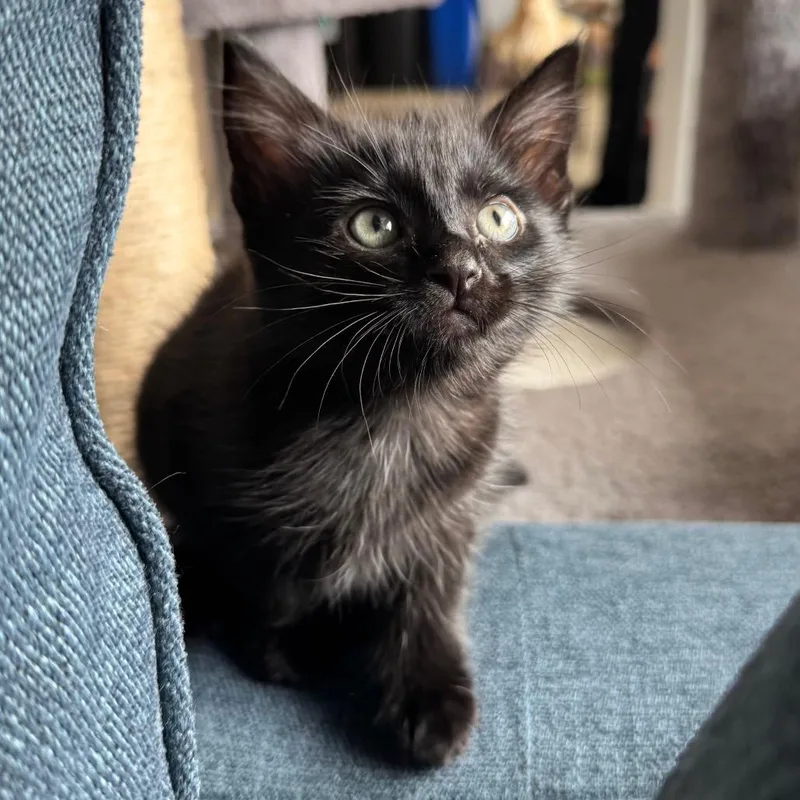 A baby small-sized female Black Domestic Short Hair cat named Magpie for adoption in Keizer, OR