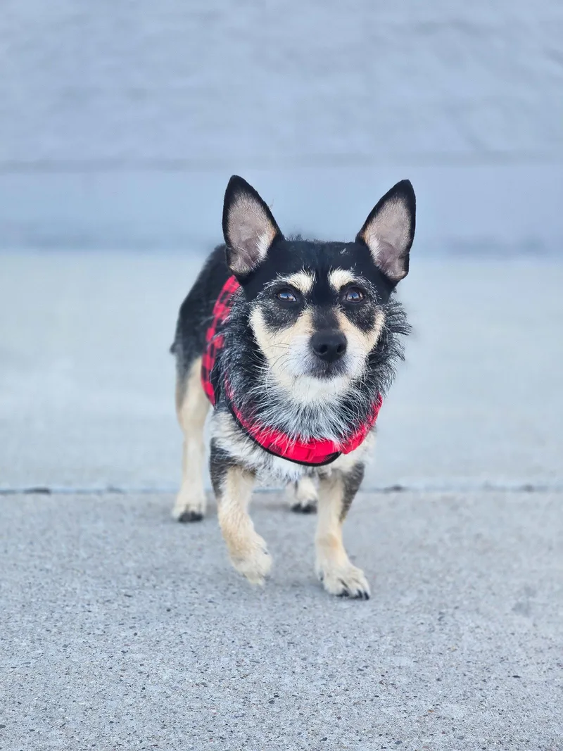 R. Weasley thumbnail 2