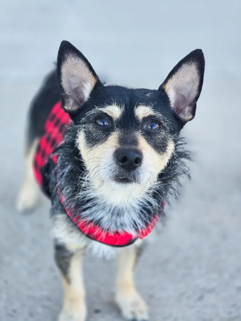 R. Weasley thumbnail 3