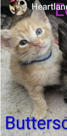 A baby small-sized male American Shorthair cat named Butterscotch for adoption in Panama City, FL