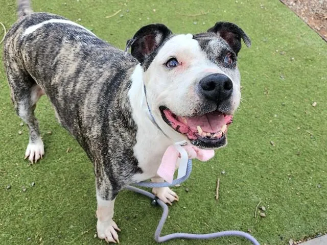 A senior large-sized female Pit Bull Terrier dog named Pepper for adoption in Phoenix, AZ