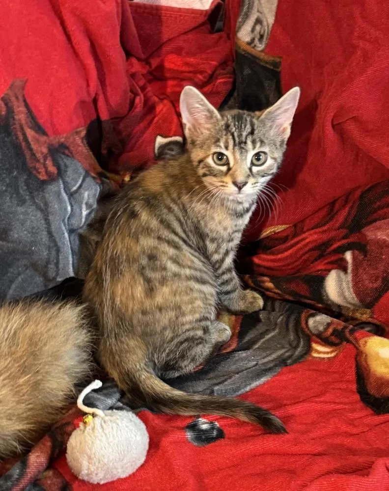A baby small-sized female Tabby (Brown / Chocolate) Domestic Short Hair cat named Rue for adoption in Cary, NC