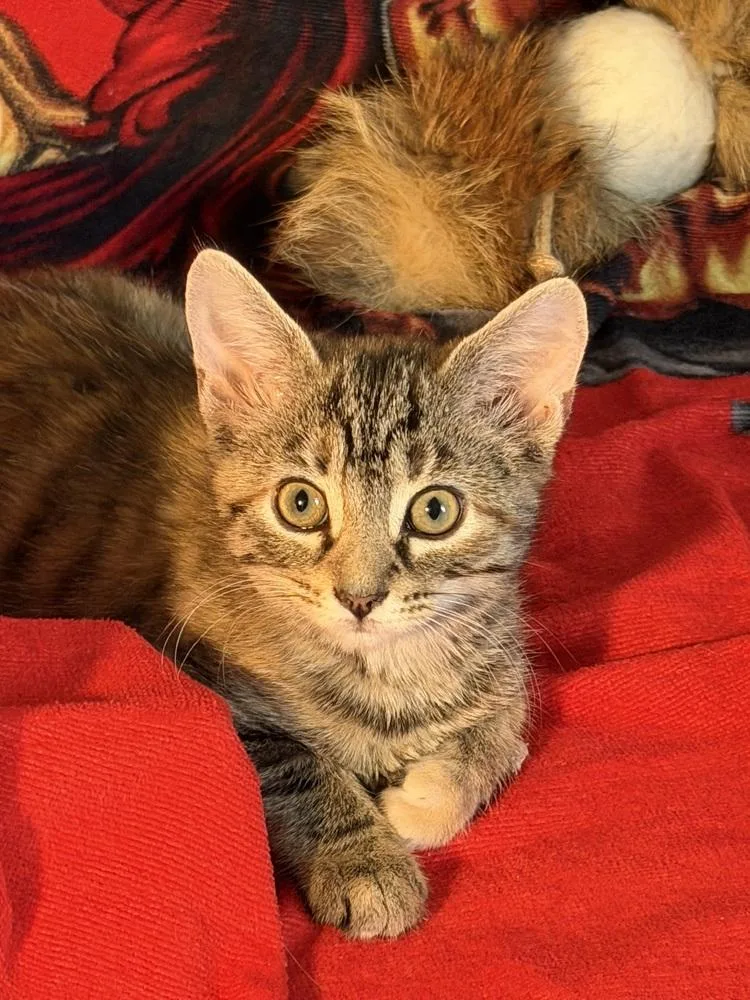 Rue thumbnail 2