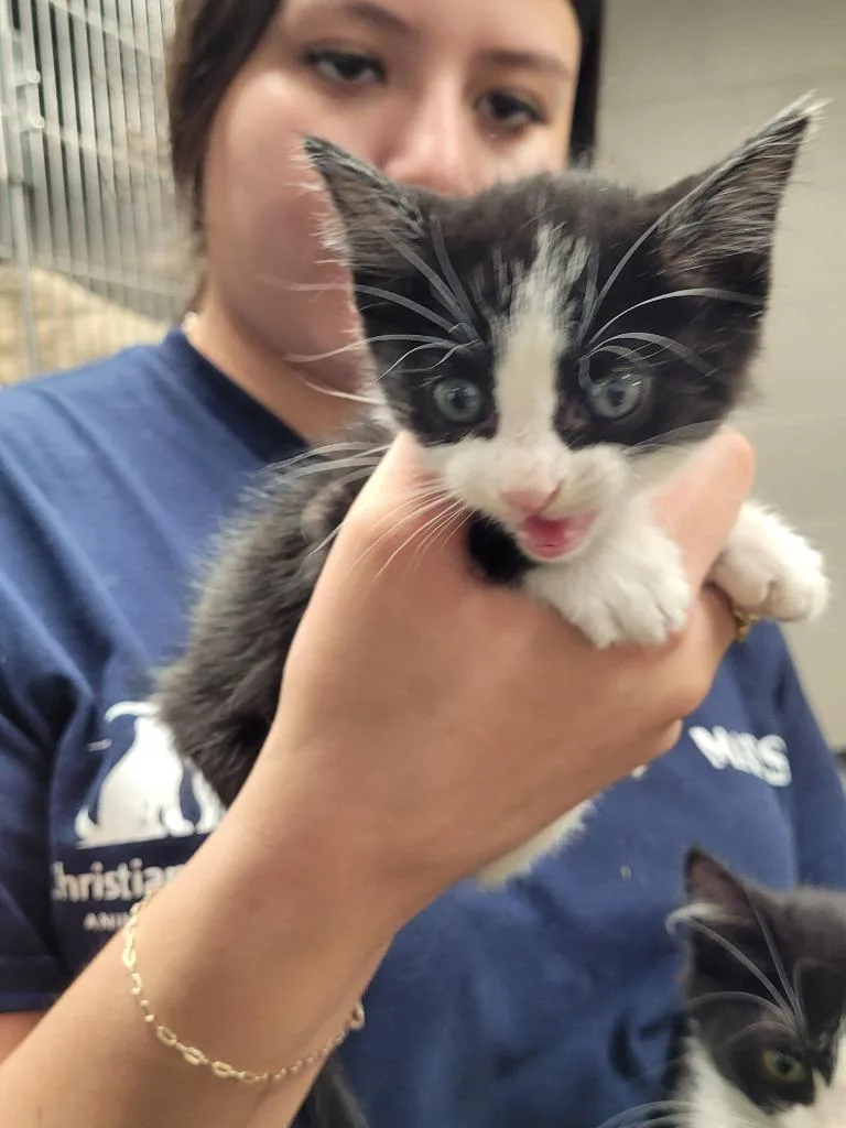 A baby small-sized female Domestic Short Hair cat named Ariel for adoption in Hopkinsville, KY