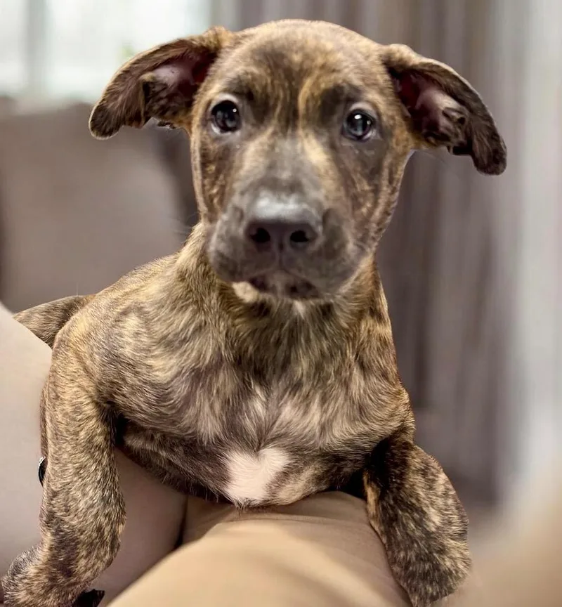 A baby large-sized male Cane Corso dog named Vernorscorso Mix Puppy for adoption in Fort Myers, FL