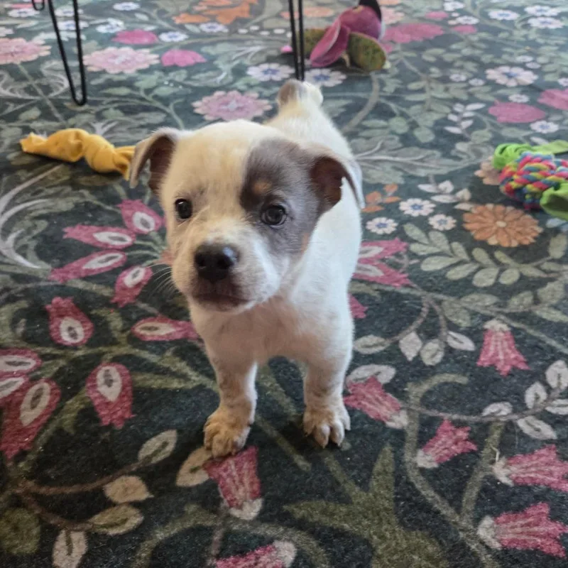 A baby large-sized male White / Cream Cattle Dog dog named Dodger for adoption in Avon, OH