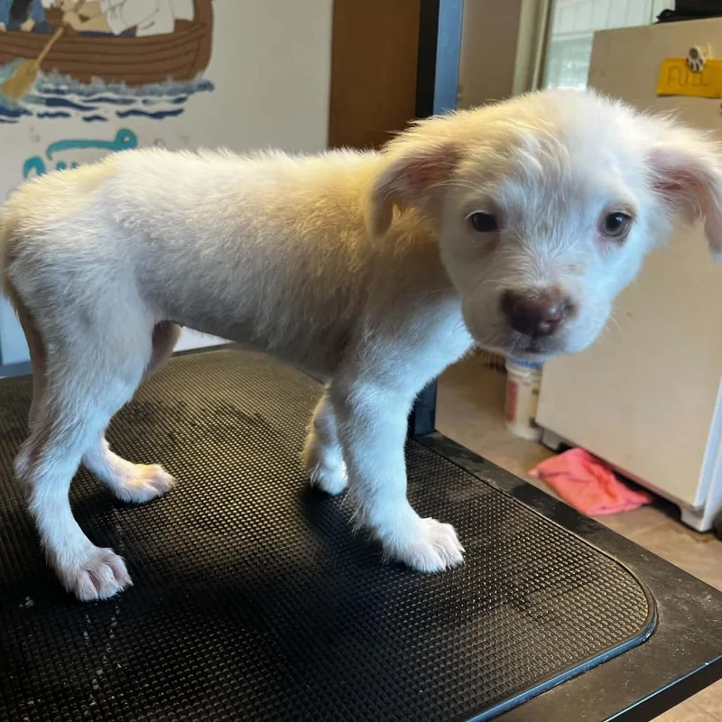 A baby small-sized female White / Cream Australian Shepherd dog named Marshmellow for adoption in Stilwell, OK