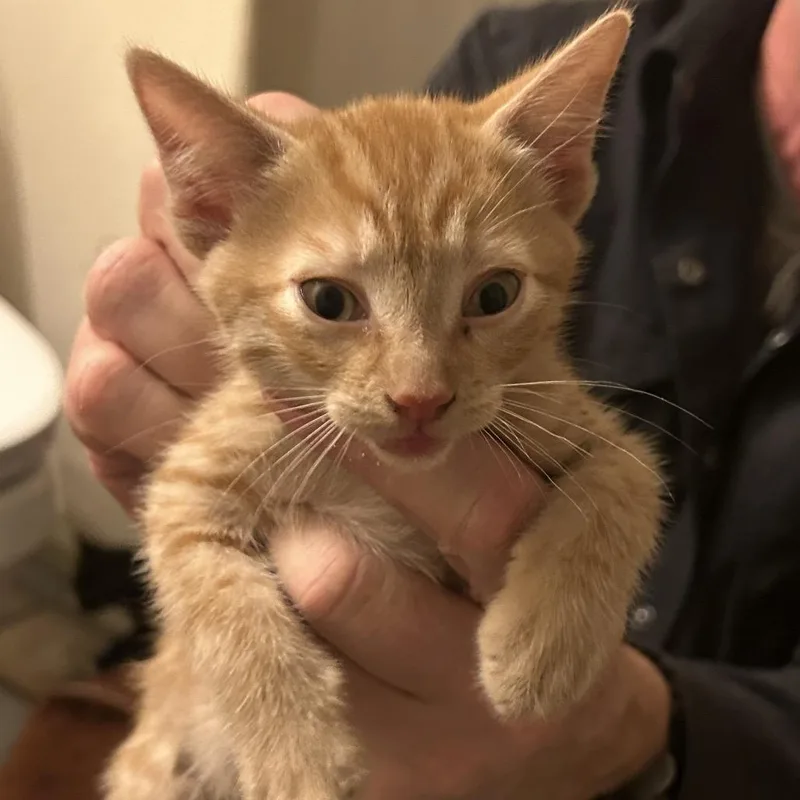 A young small-sized male Black Domestic Short Hair cat named Gator for adoption in Veneta, OR