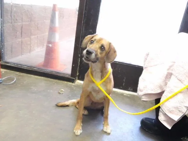 An adult small-sized female Border Terrier dog named Cherry for adoption in Tulsa, OK