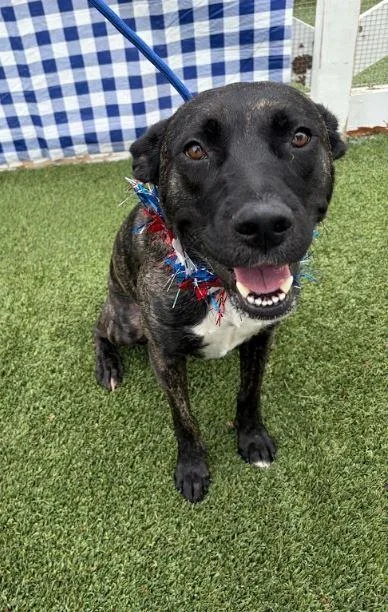 An adult medium-sized female Terrier dog named Hollee for adoption in Fort Worth, TX