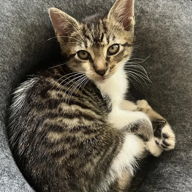 A young medium-sized male Gray / Blue / Silver Domestic Short Hair cat named Pheloneigh for adoption in Chattanooga, TN