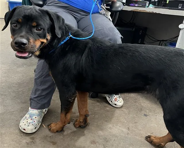 A young large-sized female Mixed Breed dog named Buttermilk for adoption in Dallas, TX