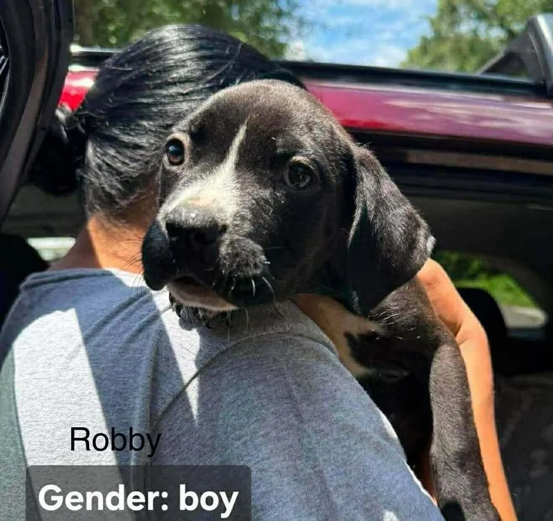 A baby small-sized male Tricolor (Brown, Black, & White) Mixed Breed dog named Robby for adoption in Leverett, MA