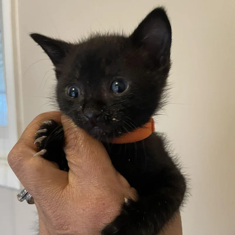 A baby small-sized female Black Domestic Short Hair cat named Moria for adoption in Bel Air, MD