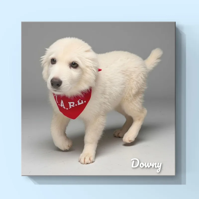 A baby large-sized male Great Pyrenees dog named Downy for adoption in Fredericksburg, VA