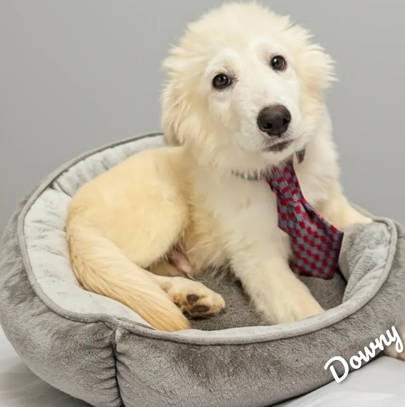 Downy thumbnail 4