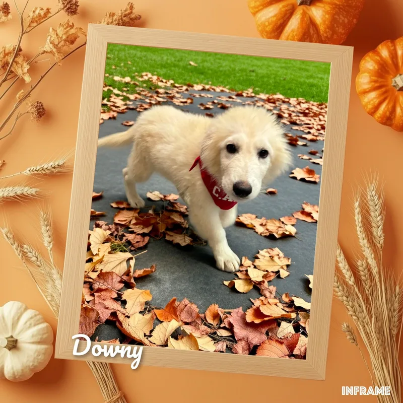 Downy thumbnail 5