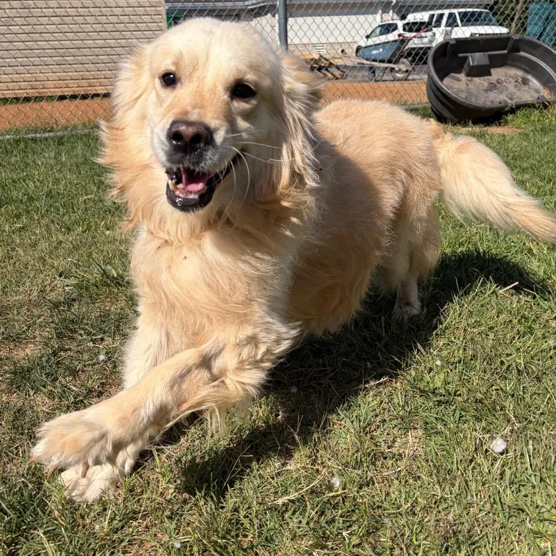 A senior medium-sized male Golden Retriever dog named Doug for adoption in Harrisonburg, VA