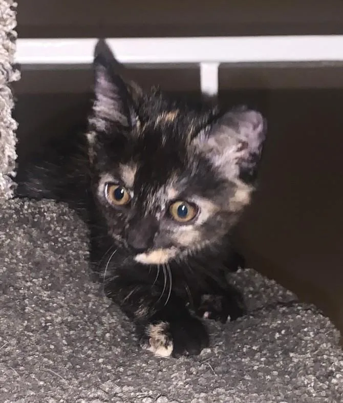 A baby small-sized female Domestic Short Hair cat named Mallory for adoption in Burbank, CA