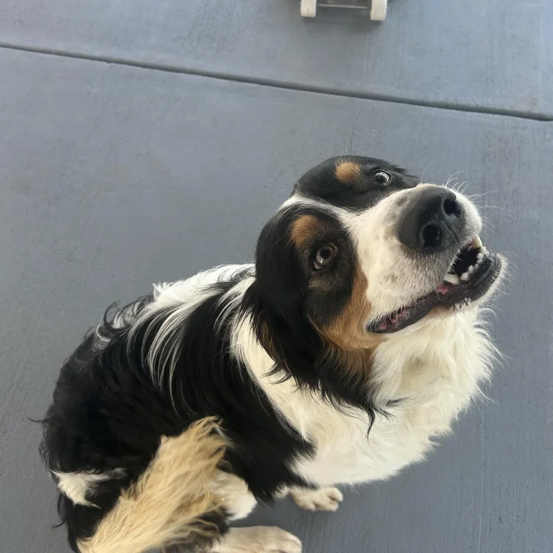 A young large-sized male Australian Shepherd dog named Diesel for adoption in Seward, NE