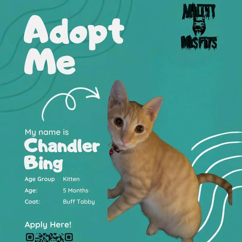 A baby medium-sized male Tabby (Orange / Red) Domestic Short Hair cat named Chandler Bing for adoption in Oklahoma City, OK