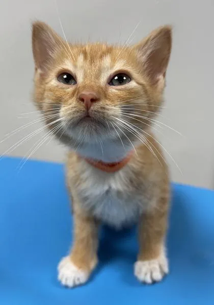 A baby small-sized female Domestic Short Hair cat named Crookshanks for adoption in Cumming, GA