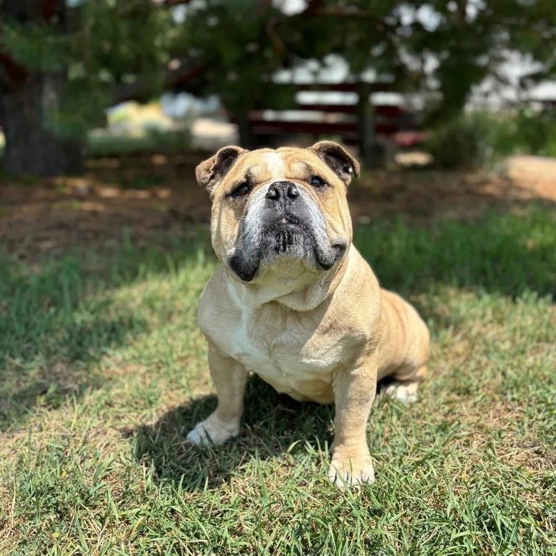 A senior medium-sized male Yellow / Tan / Blond / Fawn American Bulldog dog named Padawan for adoption in Fargo, ND