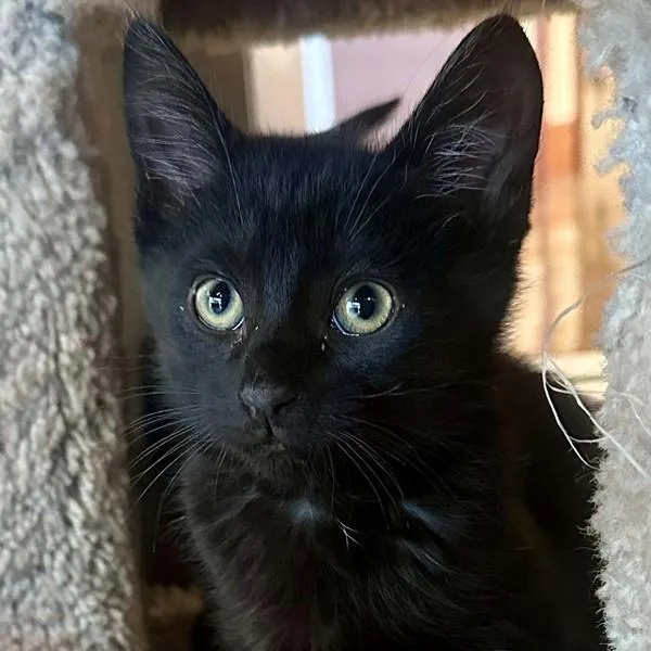 A baby small-sized male Domestic Short Hair cat named Bark for adoption in Walnut Creek, CA