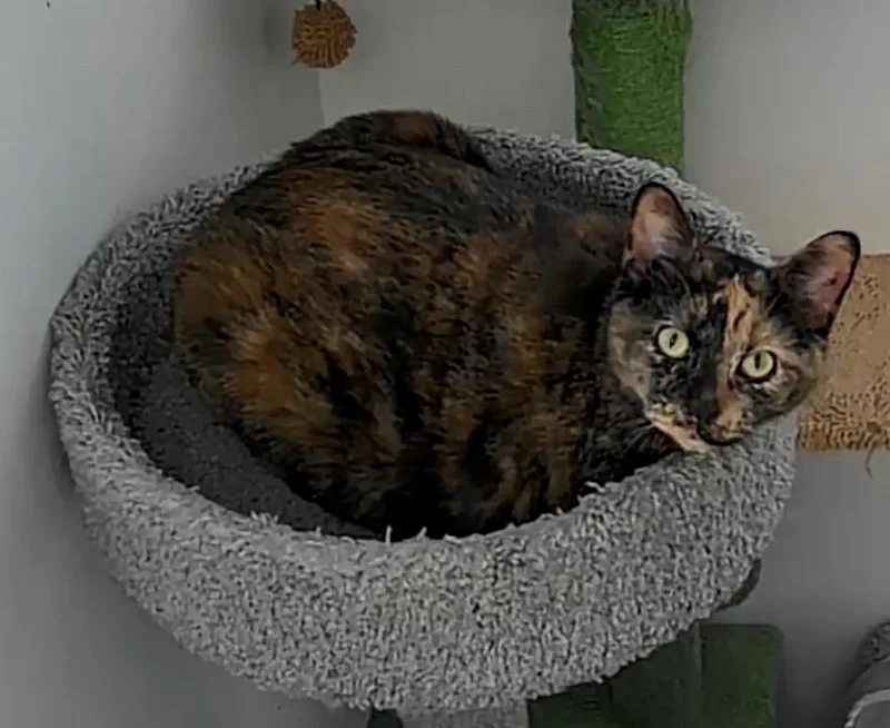 Mama Bear thumbnail 2