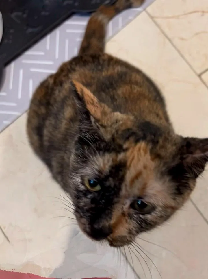 Mama Bear thumbnail 3