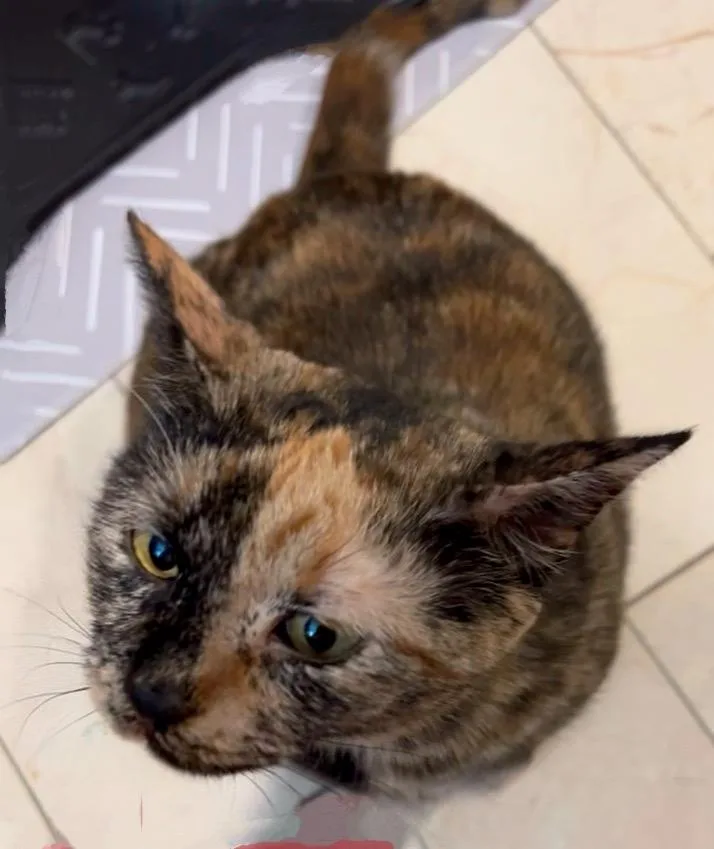 Mama Bear thumbnail 4