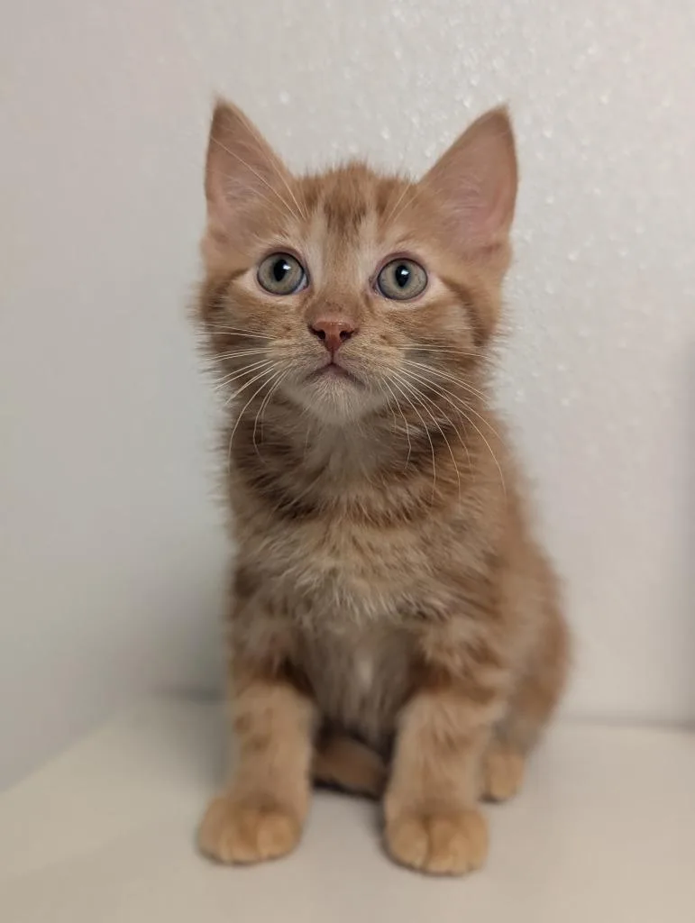 A baby medium-sized male Domestic Short Hair cat named West for adoption in St. Cloud, MN