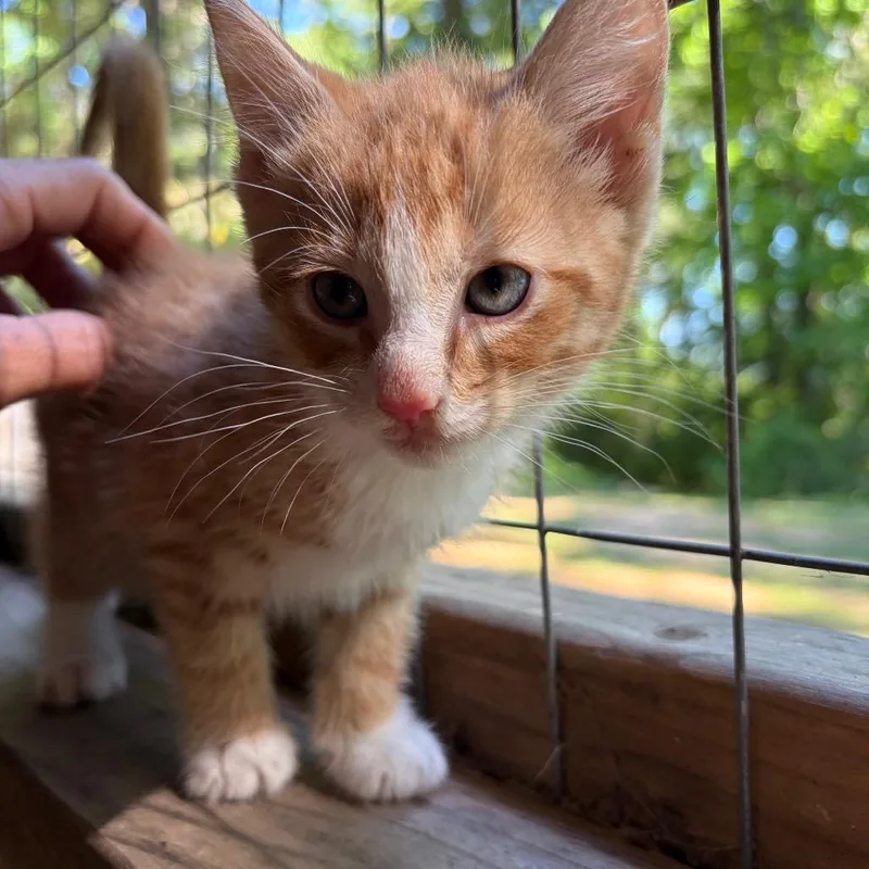 A baby small-sized male Domestic Short Hair cat named Cheese Curl for adoption in Morrisville, VT