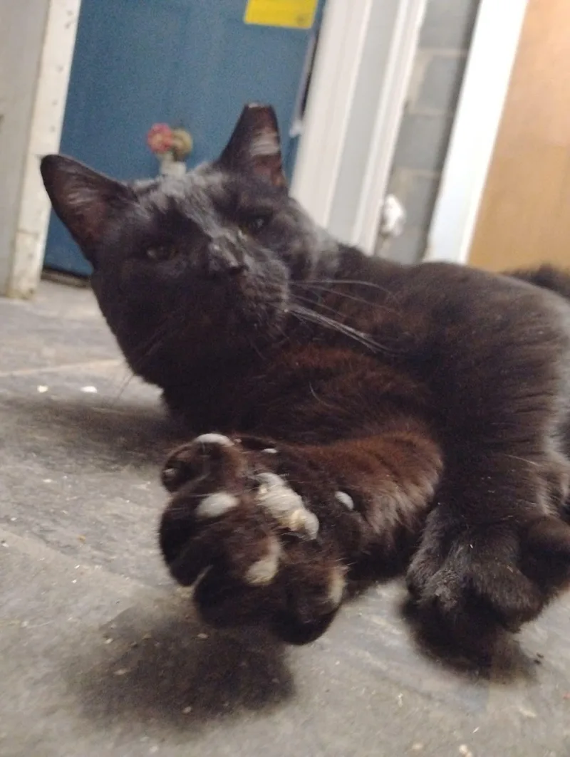 Big Daddy Blackberry thumbnail 3