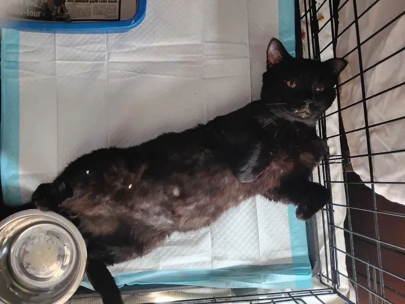 Big Daddy Blackberry thumbnail 4