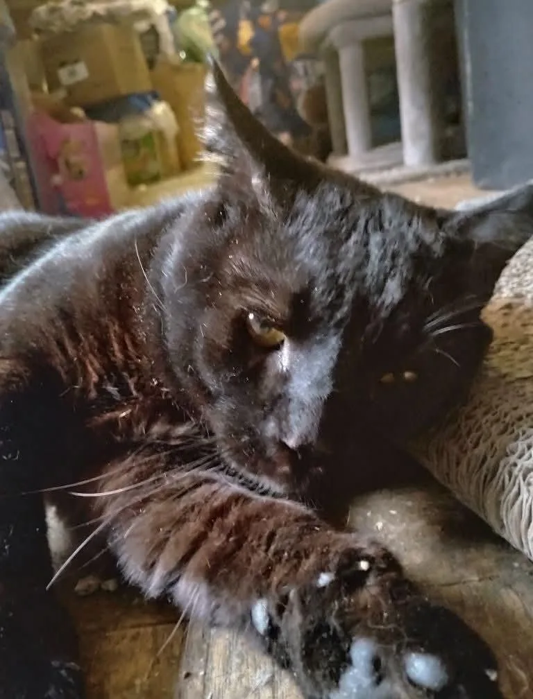 Big Daddy Blackberry thumbnail 5