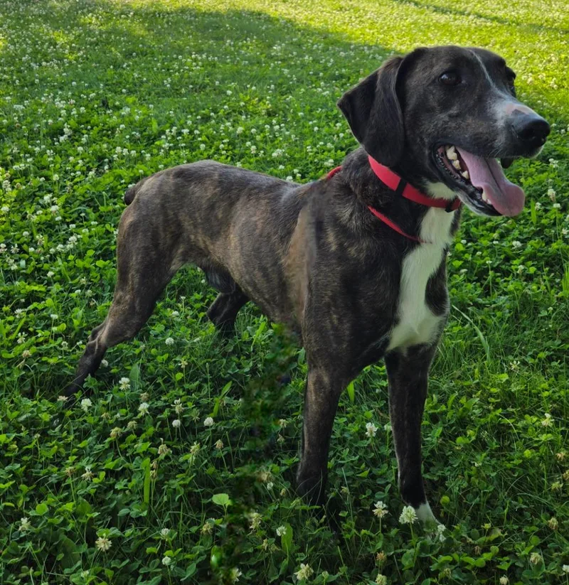A young medium-sized male Mountain Cur dog named Jenkins for adoption in Sandusky, OH