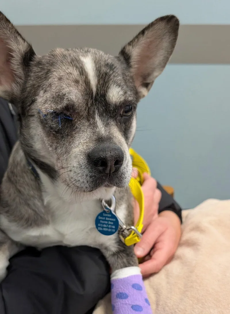 An adult medium-sized female French Bulldog dog named Luna for adoption in Seattle, WA