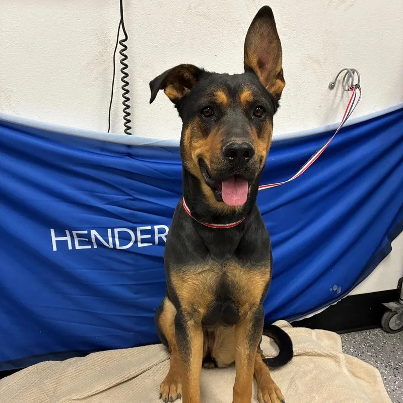 Stray Shepherdrott Mix By