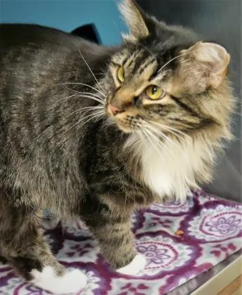 An adult small-sized female Domestic Long Hair cat named Leeloo for adoption in Fishers, IN