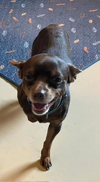 A young small-sized male Chihuahua dog named Chico for adoption in Manchester, TN