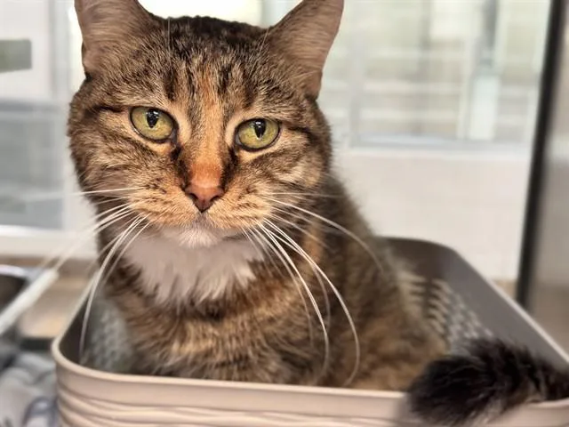 A senior small-sized female Domestic Short Hair cat named Meow Meow for adoption in Colorado Springs, CO