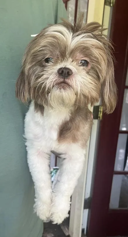An adult small-sized male Apricot / Beige Shih Tzu dog named Daxon for adoption in Ruston, LA