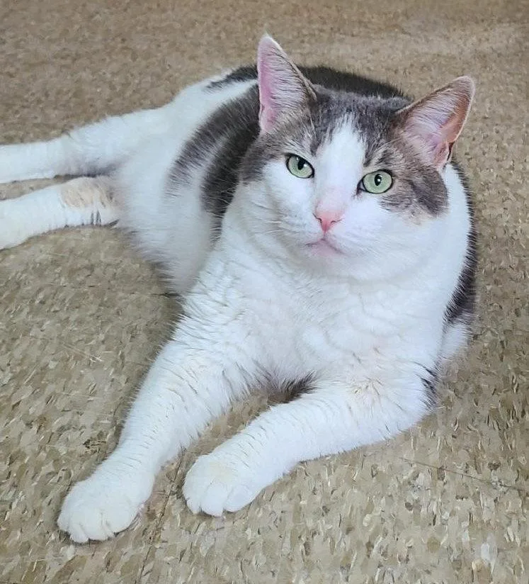 An adult medium-sized female Domestic Short Hair cat named Gracie for adoption in Spring Lake, NJ