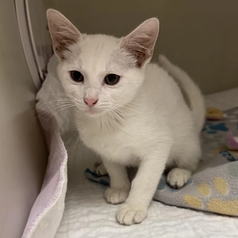 A baby small-sized male White Domestic Short Hair cat named Flour for adoption in Caryville, TN