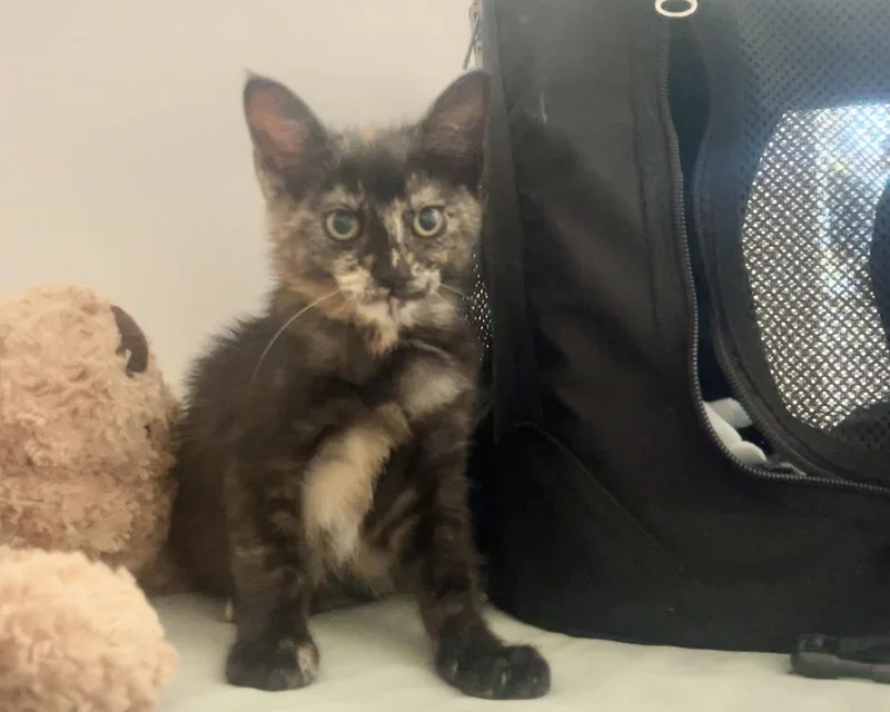 A baby small-sized female Tortoiseshell cat named Katina for adoption in Laguna Niguel, CA
